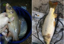 鲤鱼养殖爆料怎么做的视频,视频教程，轻松掌握养殖技巧